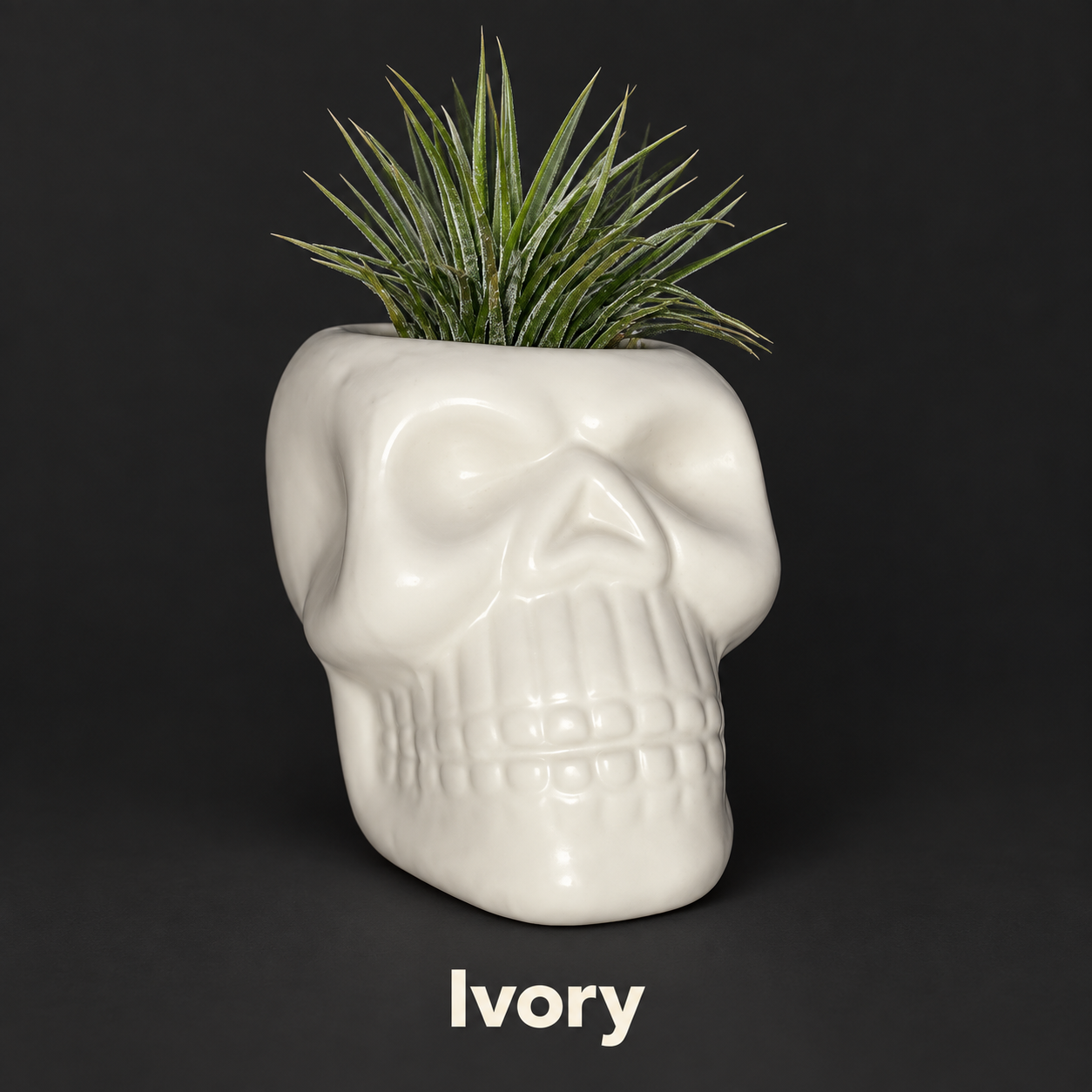 Ivory